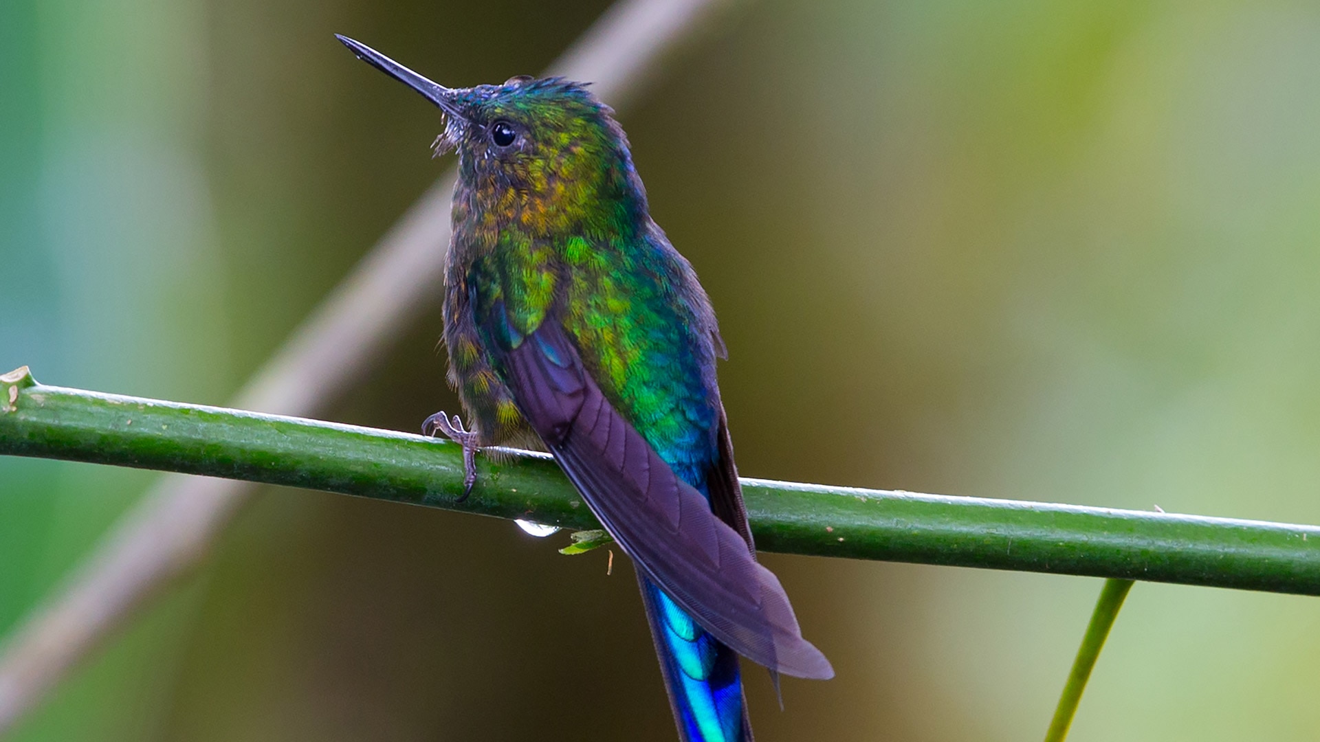 a hummingbird sitting on a green branch
