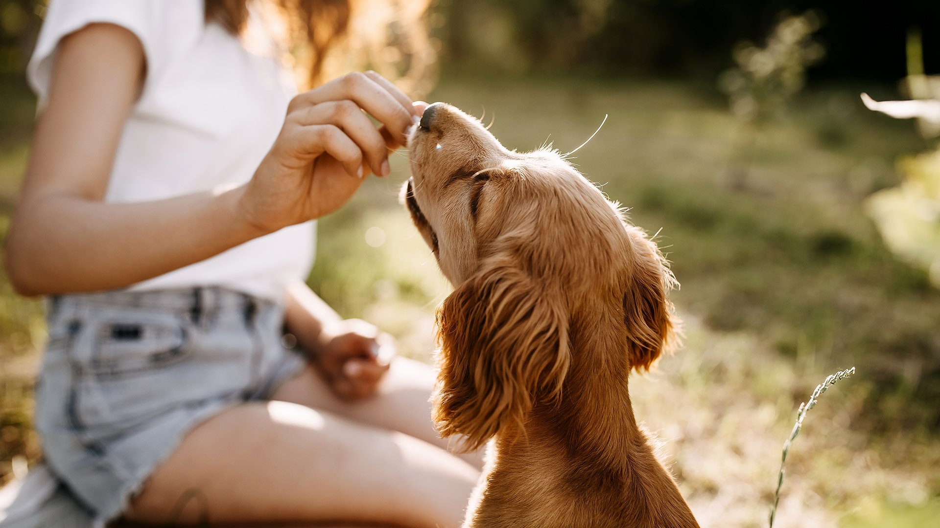 a woman giving her dog a treat, dog reaching up for the treat with it's nose